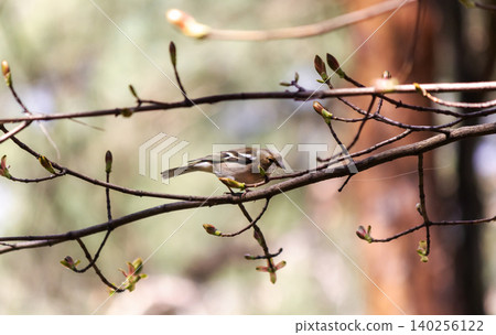 A finch sits on a branch in early spring 140256122