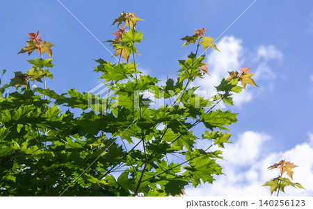 Tree branches and blue sky, view from below. View of a maple branch Tree branches and blue sky, view from below. View of a maple branch 140256123