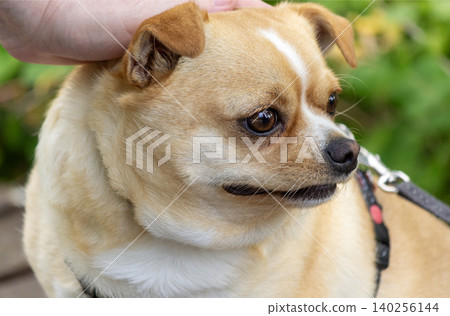 Beige Chihuahua dog gets patted on the head Beige Chihuahua dog gets patted on the head 140256144