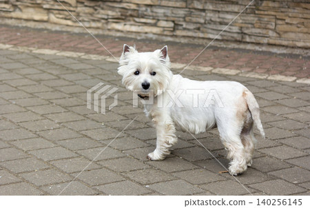 West Highland White Terrier walks on the street West Highland White Terrier walks on the street 140256145