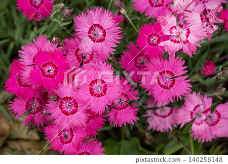Dianthus deltoides is the only one which forms a dense low ground cover Stock Photo Dianthus deltoides is the only one which forms a dense low ground cover Stock Photo 140256148