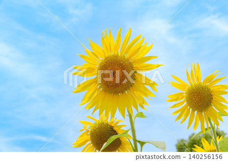 Bright yellow sunflowers blooming straight towards the blue sky. Bright yellow sunflowers blooming straight towards the blue sky. 140256156