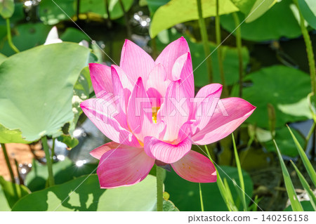 Pink lotus flowers blooming beautifully on the water's surface, bathed in the strong summer sun. Pink lotus flowers blooming beautifully on the water's surface, bathed in the strong summer sun. 140256158