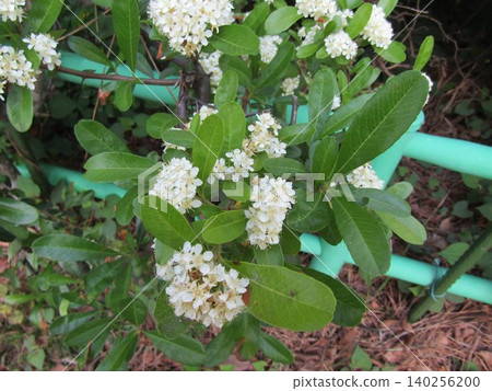 Pirakanso's white flowers Pirakanso's white flowers 140256200