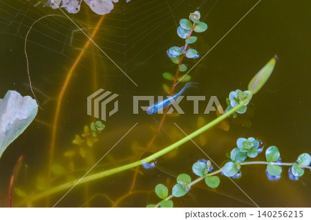 清澈的水中游弋著美麗的藍色青鱂和水生植物,景色令人心曠神怡。 清澈的水中游弋著美麗的藍色青鱂和水生植物,景色令人心曠神怡。 140256215