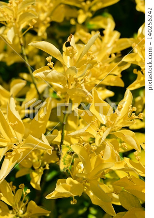 金衛矛(Euonymus japonicus),衛矛科。 金衛矛(Euonymus japonicus),衛矛科。 140256242