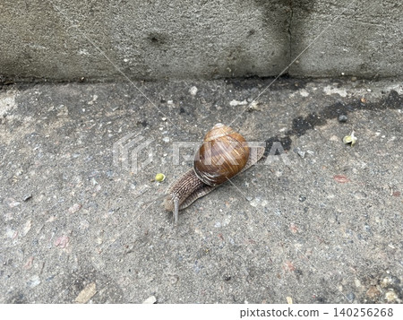 Snails after rain in city Snails after rain in city 140256268