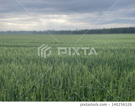Panoramic view of green field landscape Panoramic view of green field landscape 140256326