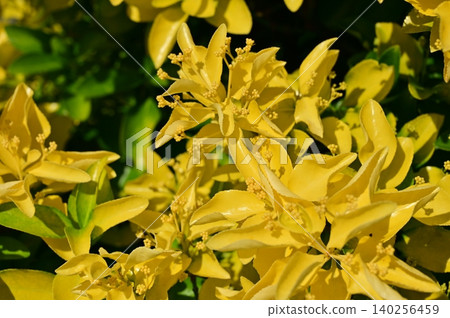 Golden Euonymus (Euonymus japonicus), Celastraceae family. Golden Euonymus (Euonymus japonicus), Celastraceae family. 140256459