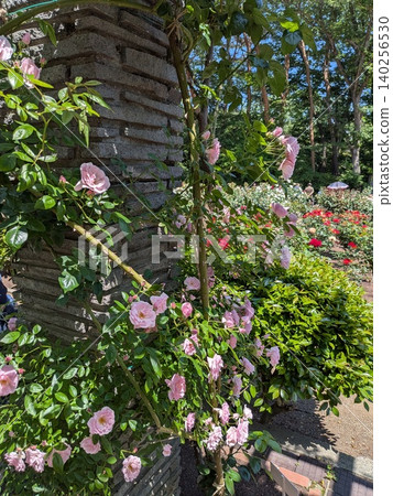 Roses in full bloom in a beautiful garden Roses in full bloom in a beautiful garden 140256530