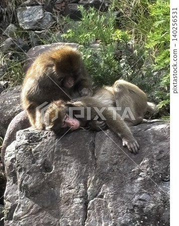 A monkey sleeping peacefully 140256531