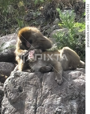 Japanese macaques grooming Japanese macaques grooming 140256532