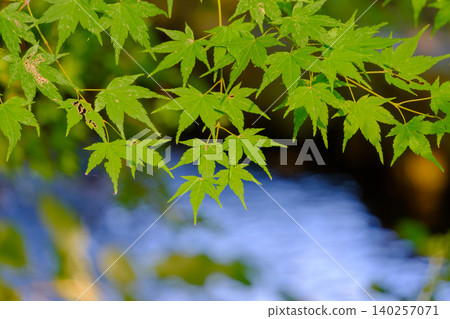 Beautiful green maple leaves reflected against the backdrop of the clear stream's surface. Beautiful green maple leaves reflected against the backdrop of the clear stream's surface. 140257071