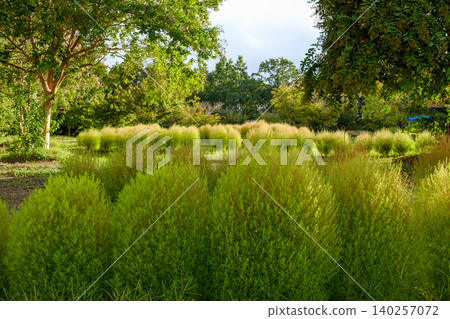 夏日公園裡,一片圓潤可愛的地膚草鬱鬱蔥蔥。 夏日公園裡,一片圓潤可愛的地膚草鬱鬱蔥蔥。 140257072
