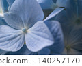 I found a blue hydrangea!! 140257170