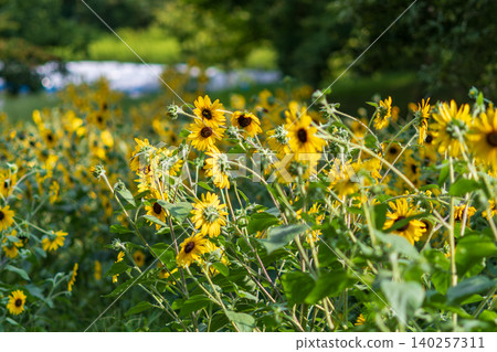 A field of sunflowers blooming vibrantly in the summer sun. A field of sunflowers blooming vibrantly in the summer sun. 140257311