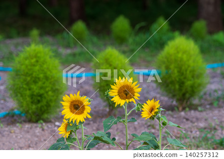 Sunflowers blooming in a row against a backdrop of green kochia plants. Sunflowers blooming in a row against a backdrop of green kochia plants. 140257312