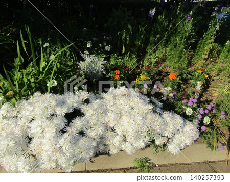 Portulaca grandiflora, dusty miller, marigold, dusty miller 140257393
