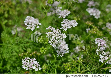 Coriander (Apiaceae family), Coriander genus Coriander (Apiaceae family), Coriander genus 140257417