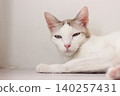 The cat lay on the floor in white living room 140257431