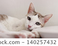The cat lay on the floor in white living room 140257432