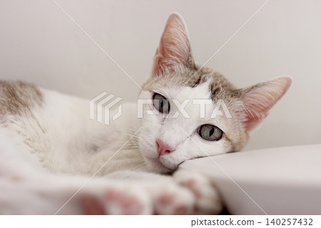 The cat lay on the floor in white living room 140257432
