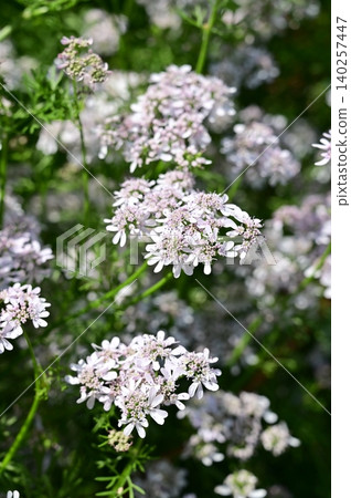 Coriander (Apiaceae family), Coriander genus Coriander (Apiaceae family), Coriander genus 140257447