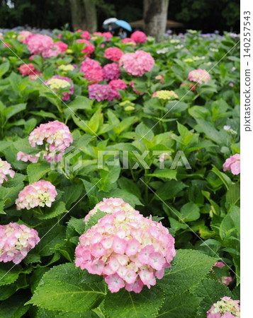 Colorful hydrangea 140257543
