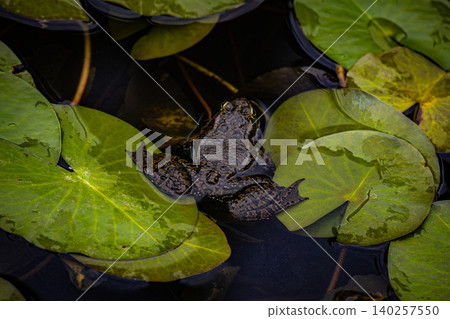 Dark Frog with Inflated Vocal Sacs Floating Among Water Lily Leaves in Natural Pond 140257550