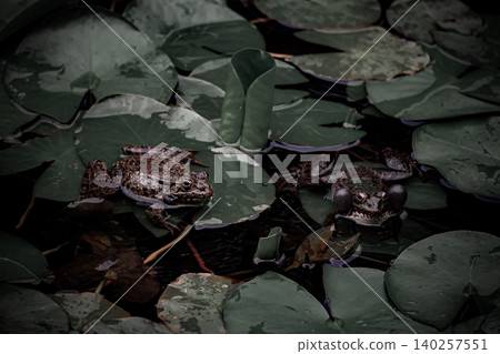 Dark Frog with Inflated Vocal Sacs Floating Among Water Lily Leaves in Natural Pond 140257551