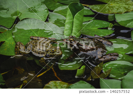 Dark Frog with Inflated Vocal Sacs Floating Among Water Lily Leaves in Natural Pond 140257552
