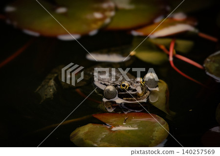 Dark Frog with Inflated Vocal Sacs Floating Among Water Lily Leaves in Natural Pond 140257569
