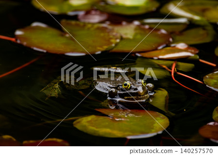 Dark Frog with Inflated Vocal Sacs Floating Among Water Lily Leaves in Natural Pond 140257570