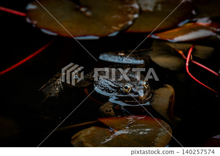 Dark Frog with Inflated Vocal Sacs Floating Among Water Lily Leaves in Natural Pond 140257574