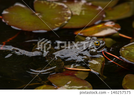 Dark Frog with Inflated Vocal Sacs Floating Among Water Lily Leaves in Natural Pond 140257575