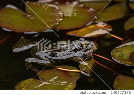 Dark Frog with Inflated Vocal Sacs Floating Among Water Lily Leaves in Natural Pond 140257576