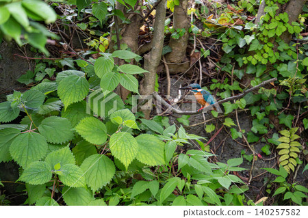 Kingfishers inhabiting the clear waters of the Genbei River in Mishima City, Shizuoka Prefecture, the "City of Water." Kingfishers inhabiting the clear waters of the Genbei River in Mishima City, Shizuoka Prefecture, the "City of Water." 140257582