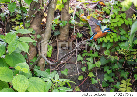 Kingfishers inhabiting the clear waters of the Genbei River in Mishima City, Shizuoka Prefecture, the "City of Water." Kingfishers inhabiting the clear waters of the Genbei River in Mishima City, Shizuoka Prefecture, the "City of Water." 140257583