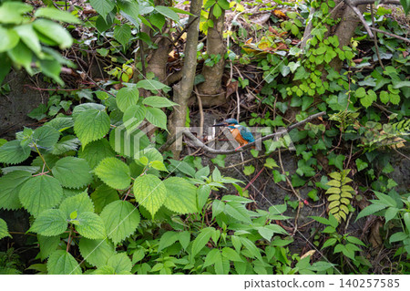 Kingfishers inhabiting the clear waters of the Genbei River in Mishima City, Shizuoka Prefecture, the "City of Water." Kingfishers inhabiting the clear waters of the Genbei River in Mishima City, Shizuoka Prefecture, the "City of Water." 140257585