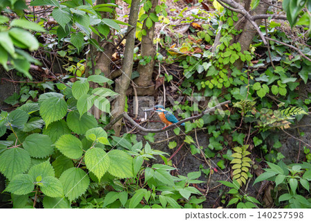 Kingfishers inhabiting the clear waters of the Genbei River in Mishima City, Shizuoka Prefecture, the "City of Water." Kingfishers inhabiting the clear waters of the Genbei River in Mishima City, Shizuoka Prefecture, the "City of Water." 140257598