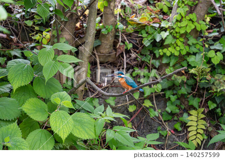 Kingfishers inhabiting the clear waters of the Genbei River in Mishima City, Shizuoka Prefecture, the "City of Water." Kingfishers inhabiting the clear waters of the Genbei River in Mishima City, Shizuoka Prefecture, the "City of Water." 140257599