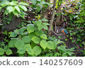 Kingfishers inhabiting the clear waters of the Genbei River in Mishima City, Shizuoka Prefecture, the "City of Water." 140257609