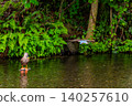 Kingfishers inhabiting the clear waters of the Genbei River in Mishima City, Shizuoka Prefecture, the "City of Water." 140257610