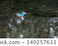 Kingfishers inhabiting the clear waters of the Genbei River in Mishima City, Shizuoka Prefecture, the "City of Water." 140257611