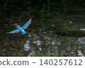 Kingfishers inhabiting the clear waters of the Genbei River in Mishima City, Shizuoka Prefecture, the "City of Water." 140257612