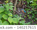 Kingfishers inhabiting the clear waters of the Genbei River in Mishima City, Shizuoka Prefecture, the "City of Water." 140257615