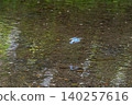 Kingfishers inhabiting the clear waters of the Genbei River in Mishima City, Shizuoka Prefecture, the "City of Water." 140257616
