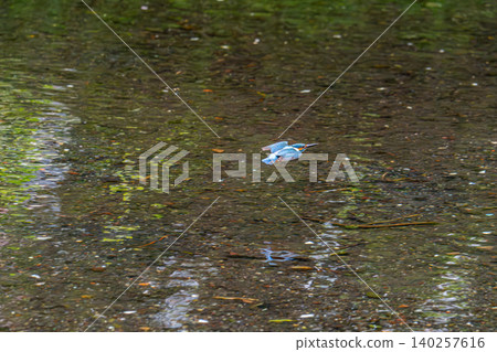 Kingfishers inhabiting the clear waters of the Genbei River in Mishima City, Shizuoka Prefecture, the "City of Water." Kingfishers inhabiting the clear waters of the Genbei River in Mishima City, Shizuoka Prefecture, the "City of Water." 140257616