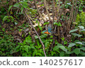 Kingfishers inhabiting the clear waters of the Genbei River in Mishima City, Shizuoka Prefecture, the "City of Water." 140257617