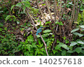 Kingfishers inhabiting the clear waters of the Genbei River in Mishima City, Shizuoka Prefecture, the "City of Water." 140257618